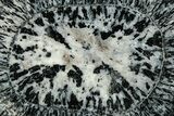 Polished Orbicular Granite Section - Western Australia #353172-1
